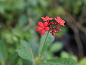 东西湖区苗木花卉价格与三圣乡花卉的探访三圣乡花卉市场在哪儿